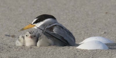 Least Tern cuddles with baby looking behind by shells