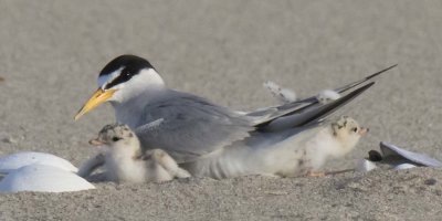 Least Tern w 2 chicks out by shells, 1 taking off in back