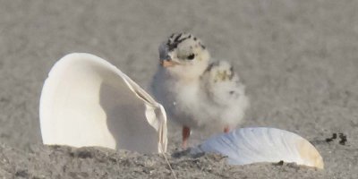 Least Tern chick stands by shells