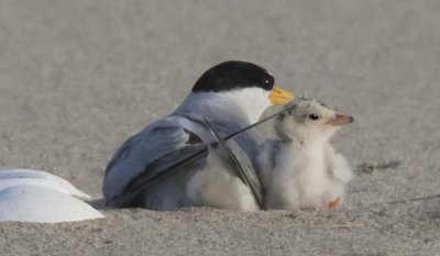 Least Tern mom and chick by her side look right