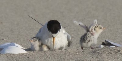 Least Tern chicks runs off from mom cuddling sibling