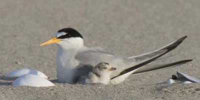 Least Tern chick rests by mom
