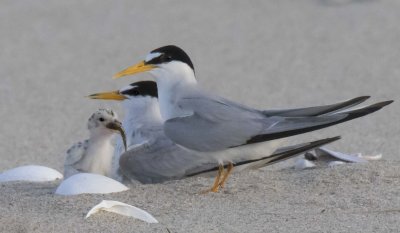 Least Tern baby with fish as parents watch
