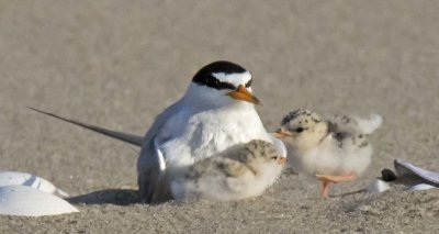 Least Tern mom sits with 2 chicks by shells