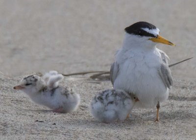 Least Tern with 2 chicks, one under, one stretches