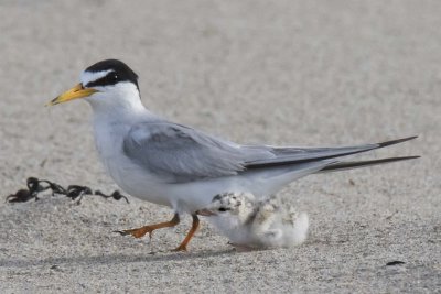 Least Tern mom starts walking away from chick