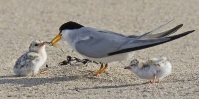 Least Tern mom feeds one chick a fish with 2nd by her side