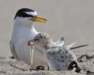 Least Tern mom by chick with fish