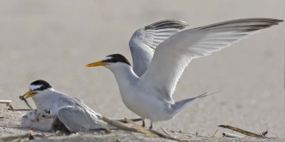 Least Tern dad just delivered fish to mom for baby