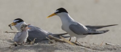 Least Tern chick yells at dad who  brought fish; mom has it