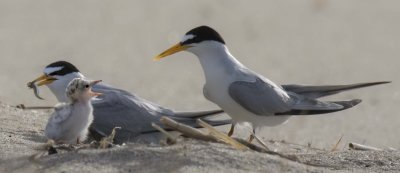 Least Tern chick yells at dad who brought fish; mom has it