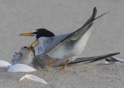 Least Tern dad feeds chick fish, mom watches