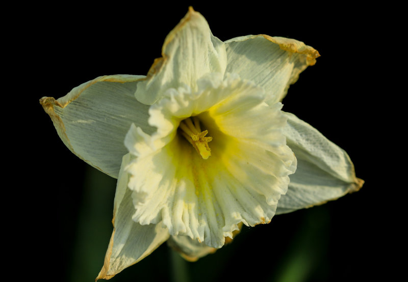 Faded Daffodil