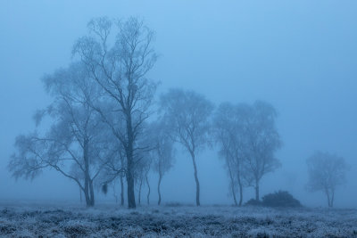 Hoar Frost