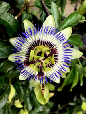 Passion Flower And Friend