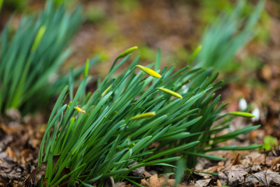 Daffodil Buds