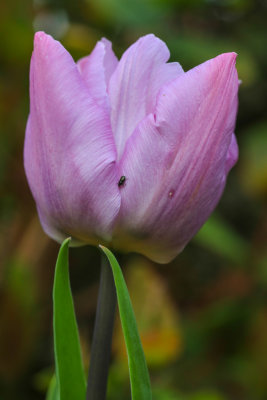 Tulip