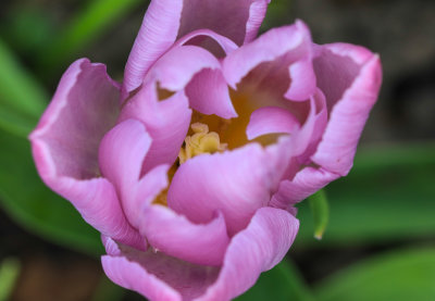 Tulip