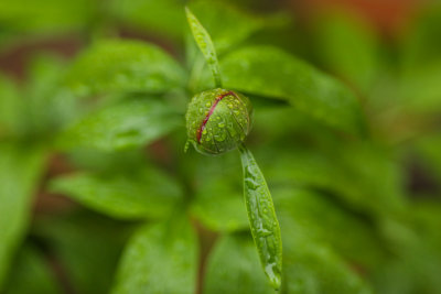 Peony Bud