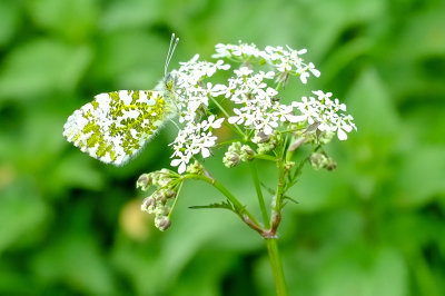 Orange Tip Butterfly