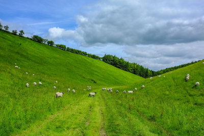 Wayrham Dale