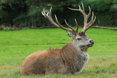 Red Stag