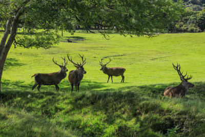 Stags