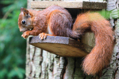 Red Squirrel 