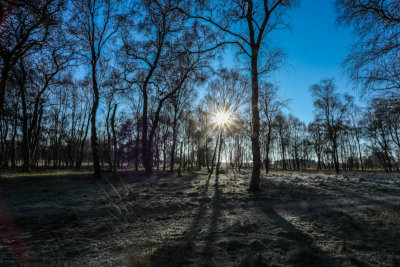Strensall Common