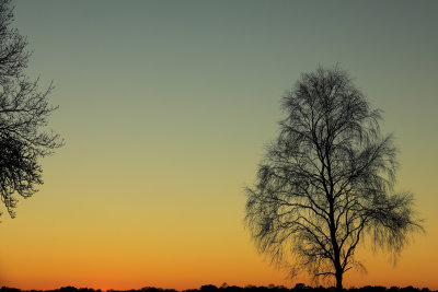 Strensall Common