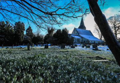 Snowdrops in the Snow