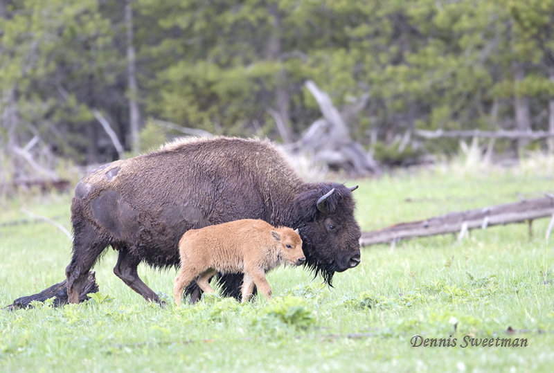 Bison