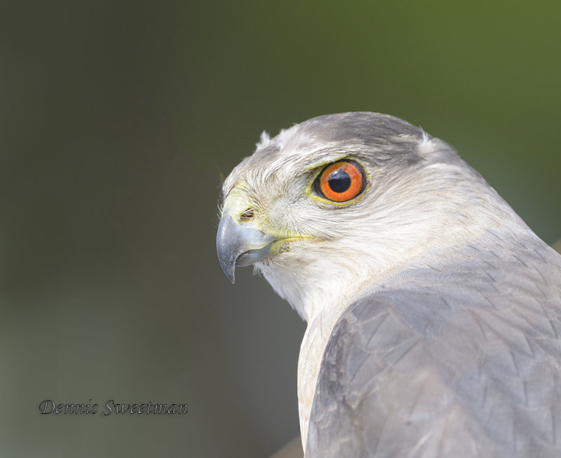 Coopers Hawk Portrait