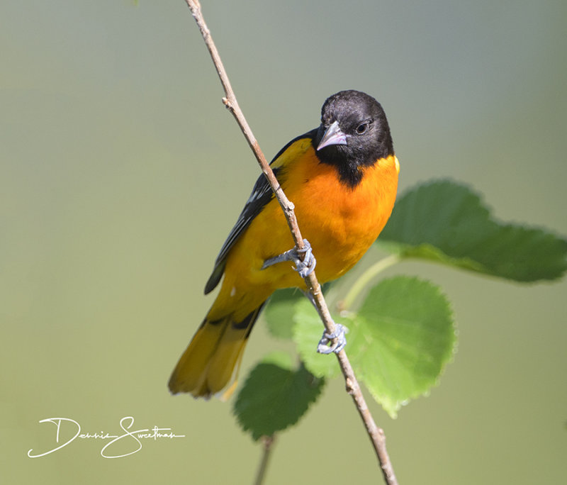 Baltimore Oriole