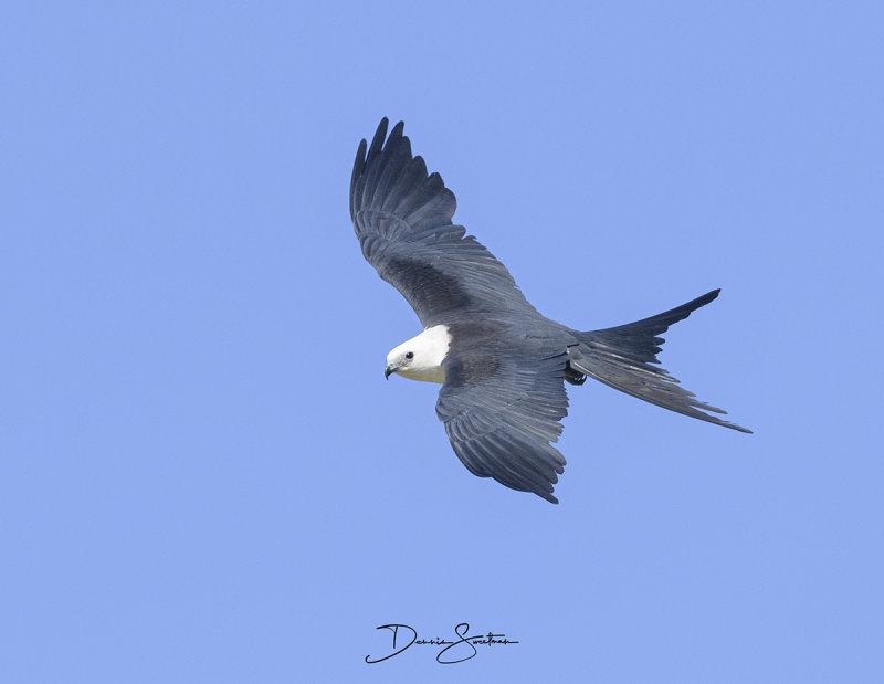 Swallow-tailed Kite