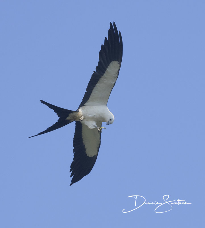 Swallow-tailed Kite