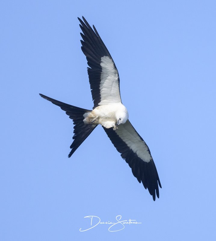 Swallow-tailed Kite