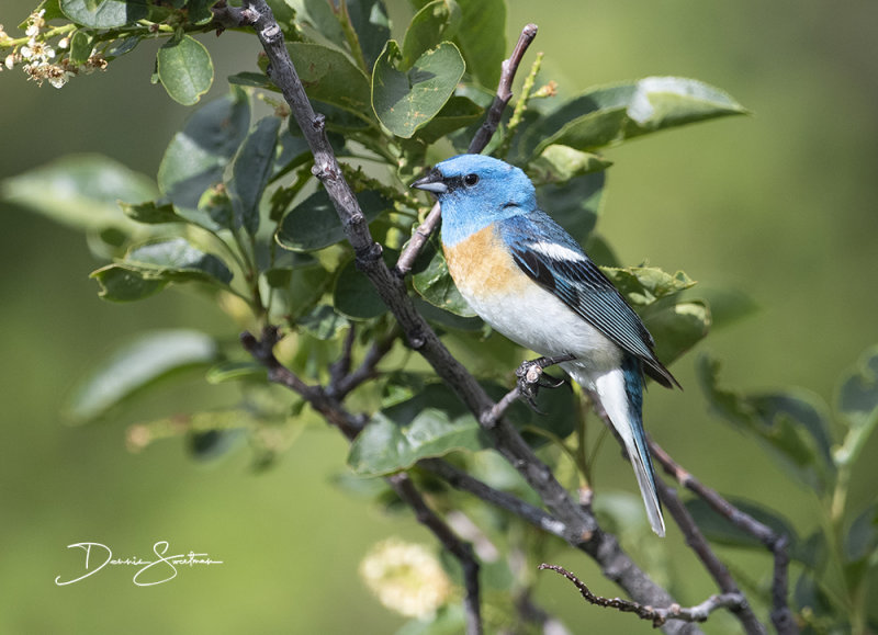 Lazuli Bunting