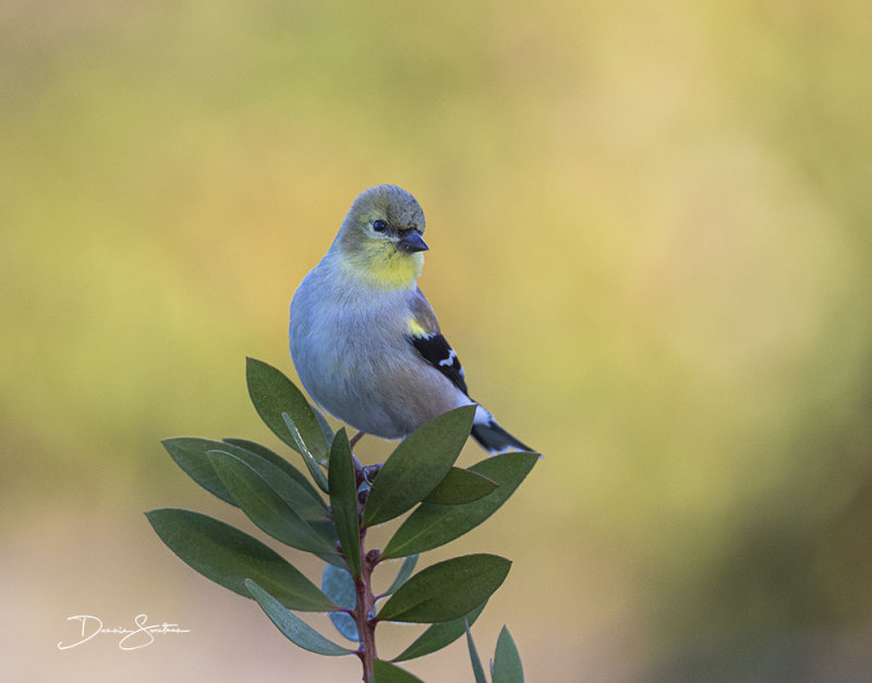 American Goldfinch