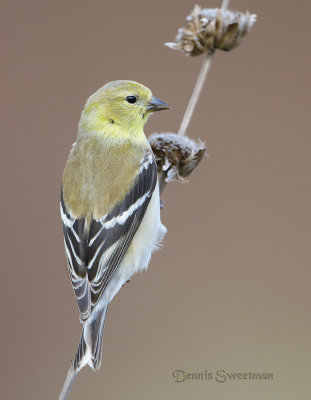 American Goldfinch