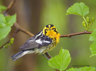 Blackburnian Warbler