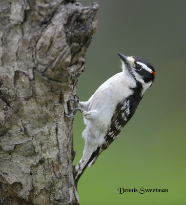 Downy Woodpeckers