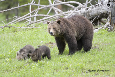 Grizzly sow and young cubs