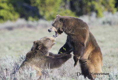 Grizzlies in the Grand Tetons