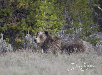 Grizzly Bear