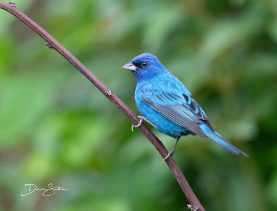 Indigo Buntings