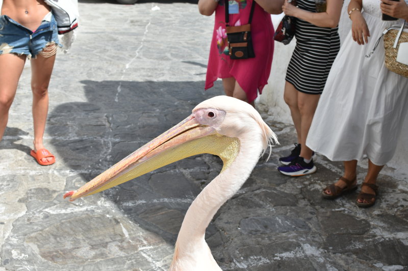 DSC_1054.JPG