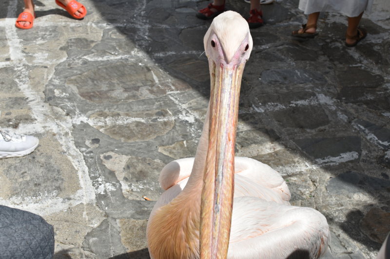 DSC_1055.JPG