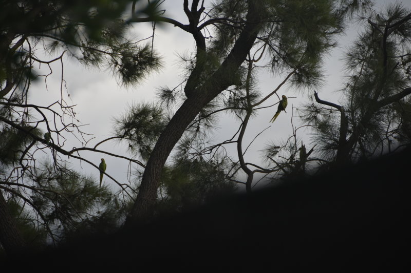 DSC_1222.JPG