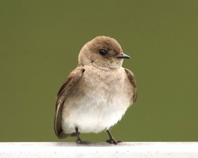 DSC09247 Northern Rough-winged Swallow 5.13.JPG